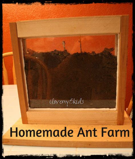 Diy Ant Farm Picture Frame